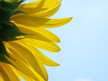 Backside Of Sunflower