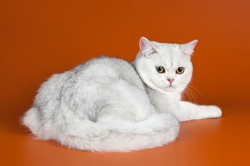 White cat on orange background