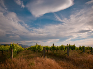 Wall Mural - new zealand vineyard dramatic