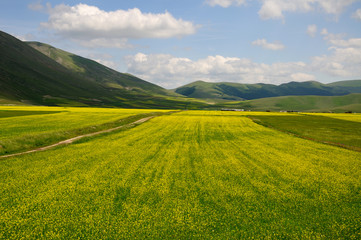 Lentils in Castelluccio di Norcia