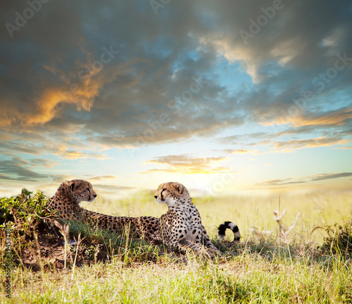 Obraz w ramie Gepardy na sawannie