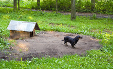 Dog Pet Dachshund Sausage-dog Chained Dog House