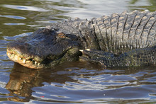 Florida Alligator Crocodiles Reptiles