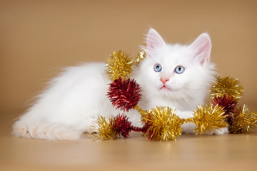  Siberian kitten waiting for Christmas party