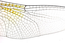 Closeup Image Of Dragonfly Wing