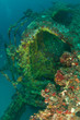 A shipwreck lying on its side encrusted with orange cup coral
