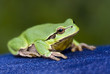 Green frog on blue jeans