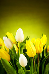 Fotomurales - Yellow and white tulip flowers with green copy space