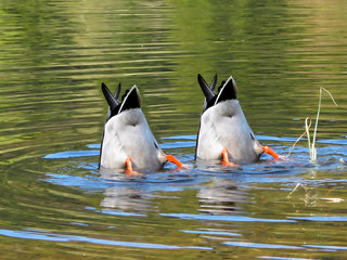 Team Work, ducks in cooperation