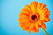 Orange Daisy Gerbera Flower On Blue Background
