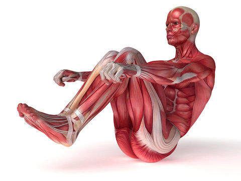 3d rendered scientific illustration of the males muscles