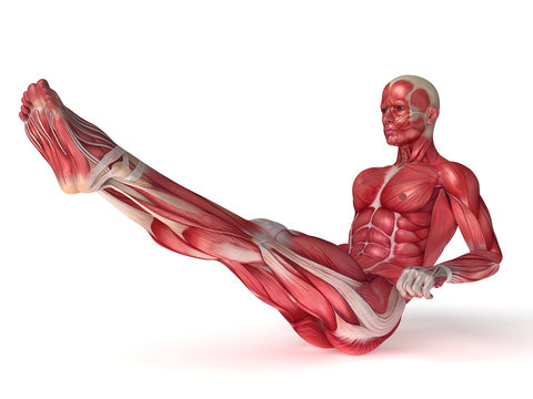 3d rendered scientific illustration of the males muscles