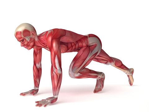 3d rendered scientific illustration of the males muscles