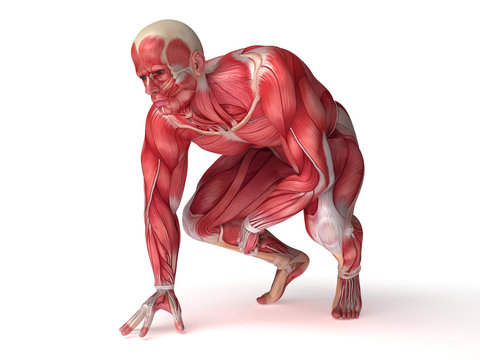 3d rendered scientific illustration of the males muscles