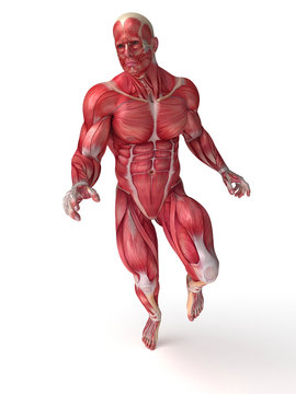3d rendered scientific illustration of the males muscles