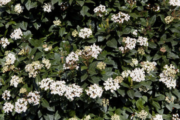 Wall Mural - viburnum tinus