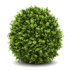 Wall Mural - dwarf english boxwood  isolated on white background