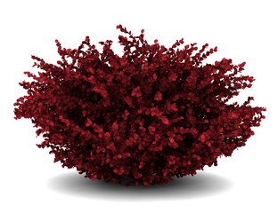 Wall Mural - red leaf japanese barberry isolated on white background