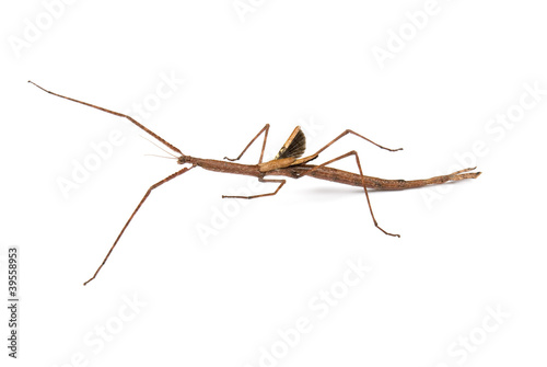Fotografía Margin winged stick insect, Ctenomorpha marginipennis (female)