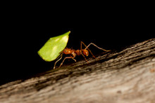 A Leaf Cutter Ant