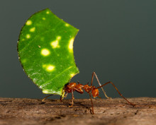 A Leaf Cutter Ant