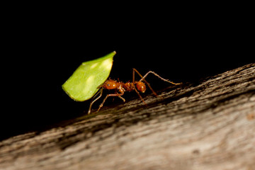 Wall Mural - A leaf cutter ant