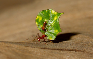 Wall Mural - A leaf cutter ant