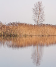 A Tree And Reeds At A Lake