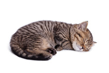Beautiful Striped Kitten
