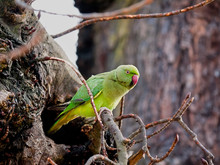Rose-ringed Parakeet (Psittacula Kramer) Wild In London With Nes