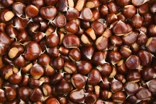 Chestnut Harvest