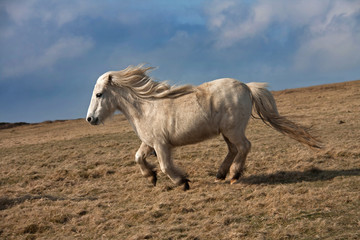 Wild Welsh Pony