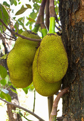 Wall Mural - Jack Fruit