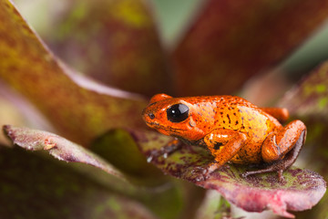 Wall Mural - red poison dart frog