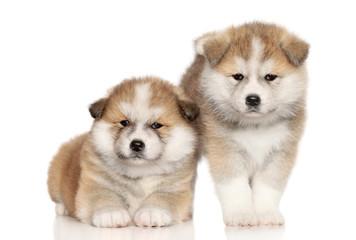 Canvas Print - Akita Inu Puppies over white background