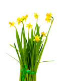 Fototapeta Dmuchawce - beautiful yellow daffodils isolated on white