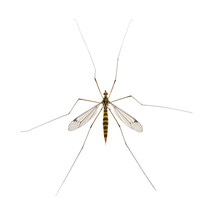 Daddy Long Legs, Mosquito, Nephrotoma Scalaris