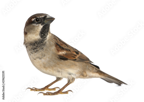 Fotografía male House Sparrow - Passer domesticus (5 months old)