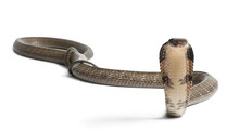 King Cobra - Ophiophagus Hannah, Poisonous