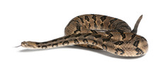 Timber Rattlesnake - Crotalus Horridus Atricaudatus