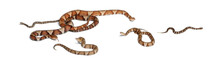 Male And Female And Babies Copperhead Snake Or Highland Moccasin