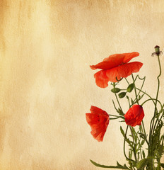 Wall Mural - paper texture with poppies