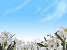 Flowering Snowdrops On Blue Sky Background