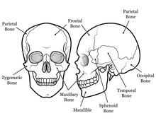 Skull Chart