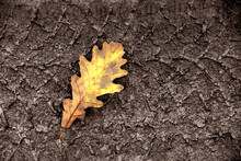 An Image Of Single Fallen Leaf On Ground