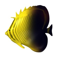 Poster - 3d render of tropical fish