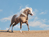 Fototapeta Konie - welsh pony free in a desert