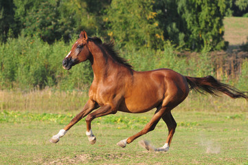 Wall Mural - chestnut horse free