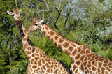 Fototapeta Zwierzęta - Closeup two giraffes on green foliage background