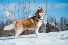 Red Siberian Husky Winter Portrait Outdoors